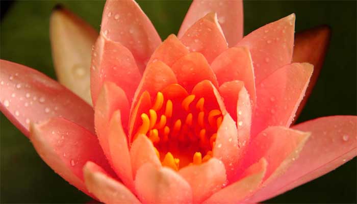Red Lotus Flower.