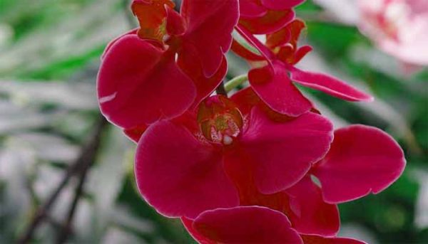Things that are Red in Nature