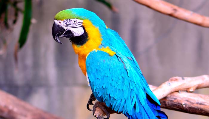 Blue Macaw.