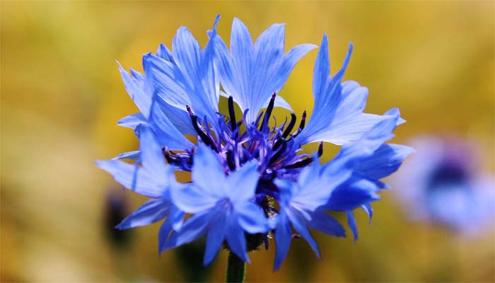 Blue Corn Flower Centaurea.