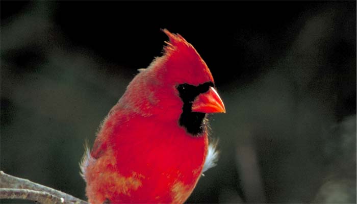 Cardinal bird.