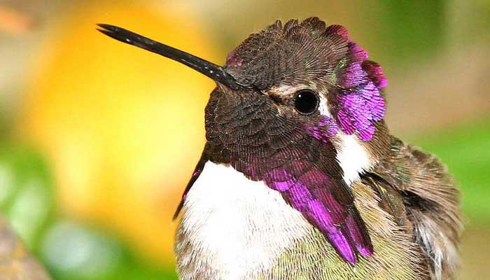 Costa's Hummingbird.