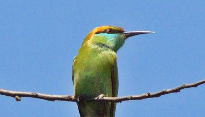 Green Bee Eater.
