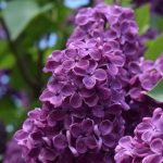 Things that are Purple in Nature