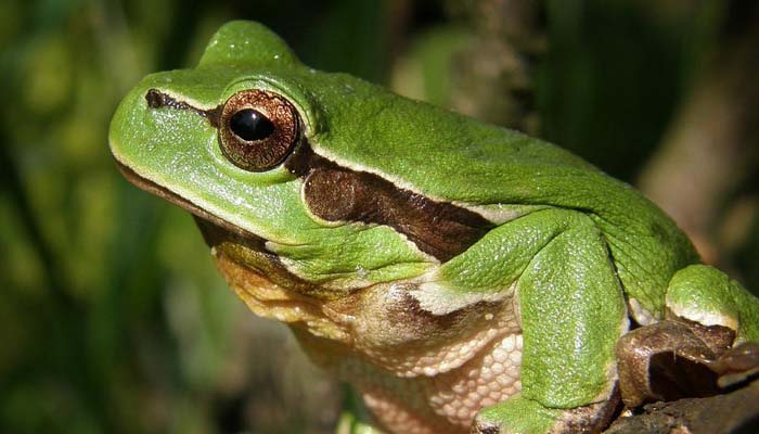 Green Tree Frog.