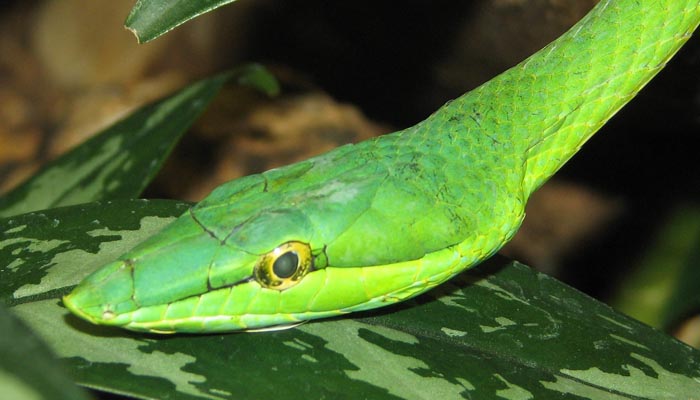 Green Vine Snake.