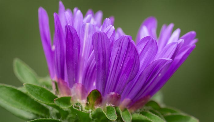Violet Flower.