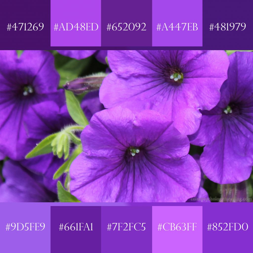 Purple flowers palette.