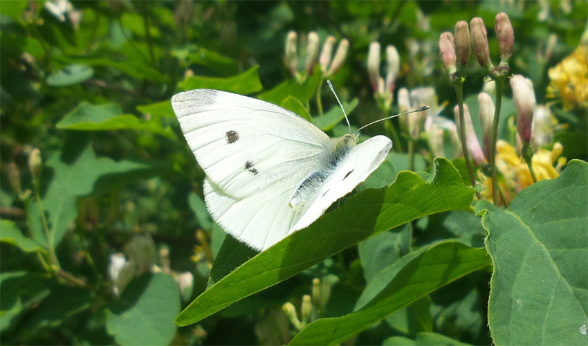 White butterfly meaning.