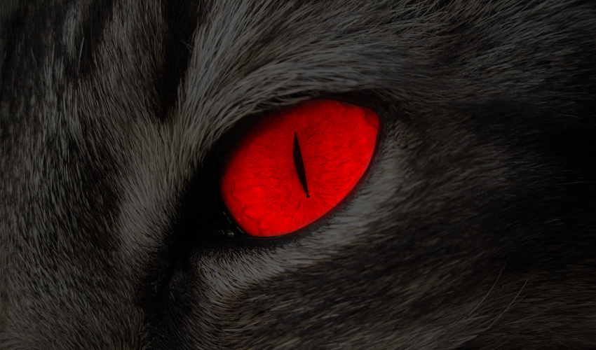 Evil red eyed cat.