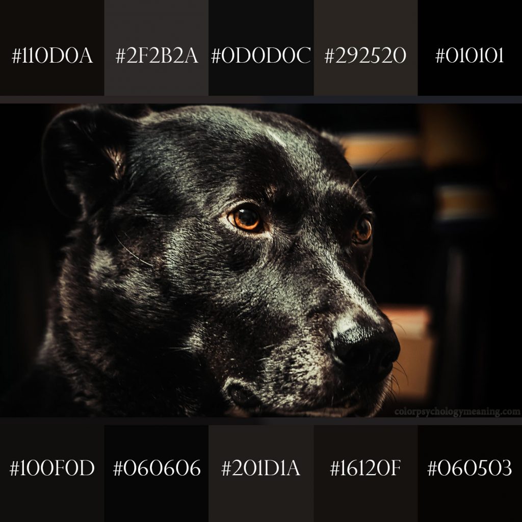 Black dog color palette with hex codes.