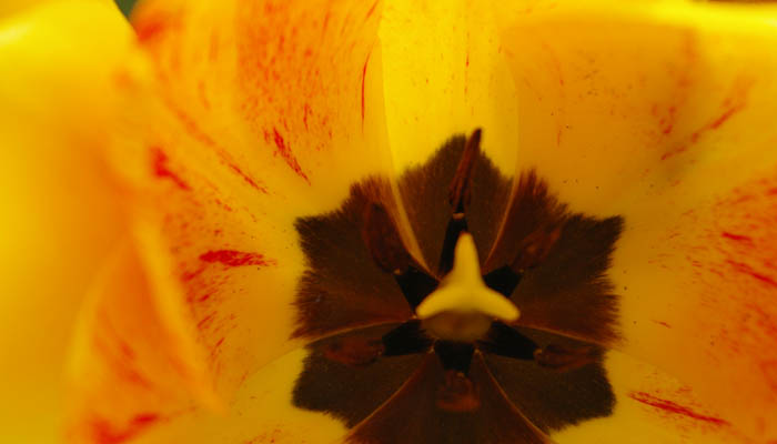 Orange tulip.