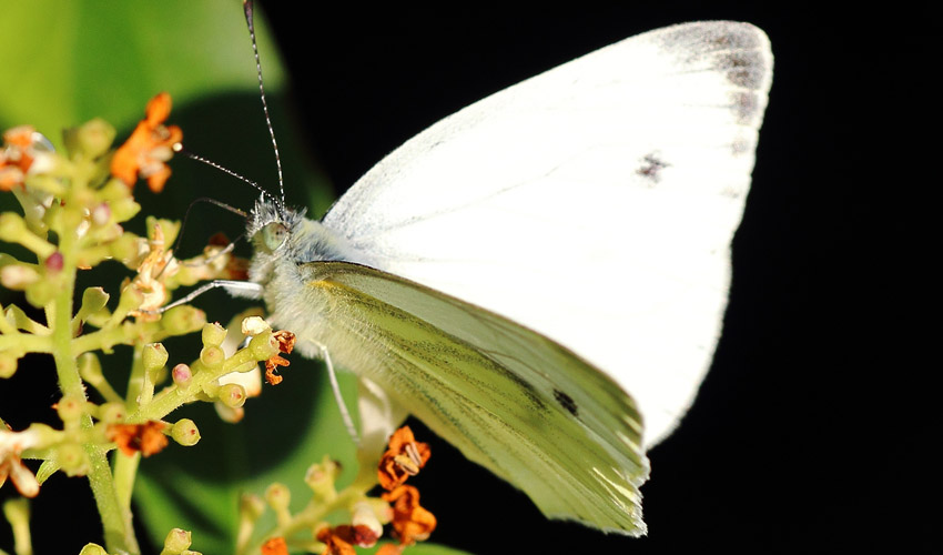Meaning of seeing a white butterfly?