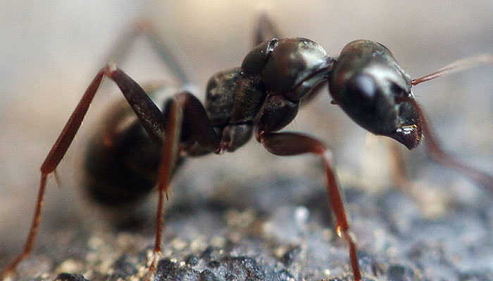 Black Ant.