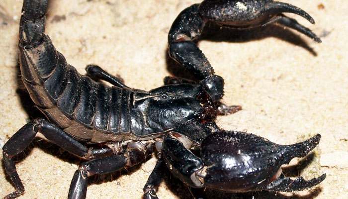 Black Scorpion.