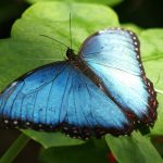 blue-butterfly-photo-1