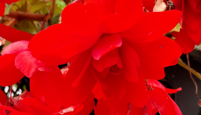 Scarlet Begonia.