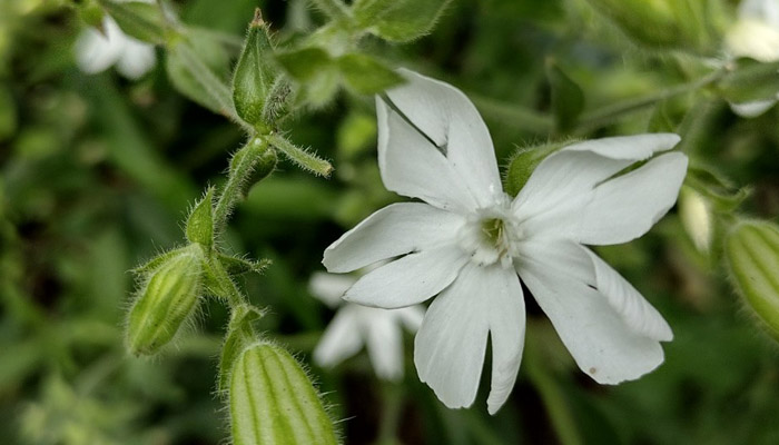 White Champion flower.
